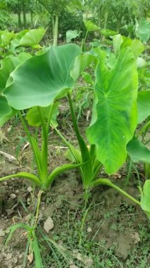 Keşfedin Colocasia Esculenta: çok yönlü tropikal bitki! Bu kısa rehberde tarım, aşçılık kullanımları ve sağlık yararları hakkında bilgi edinin.