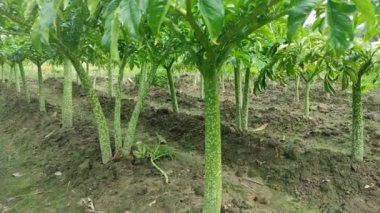 Görkemli Fil Kulak Ağacı 'nı keşfedin! Bu büyüleyici videoda etkileyici boyutunu, tropikal yaşam alanını ve yemyeşil yapraklarını keşfedin..