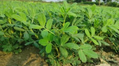 Fıstıkların büyüleyici dünyasını keşfedin! Bu bilgilendirici videoda büyüme döngüsü, besin faydaları ve tarımsal önemi hakkında bilgi edinin.