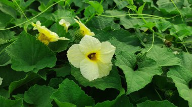 Dikenli su kabağı ya da kakrol çiçeği bahçedeki ağaçta Momordica dioica ya da omurga kabağı ya da çay kabağı ya da balsam armudu olarak bilinir. Köy doğasının ve tarımın güzelliği..