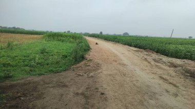 Yolun her iki tarafında kırsal toprak yol ve çimenler var. Kırsal alanlarda yol.