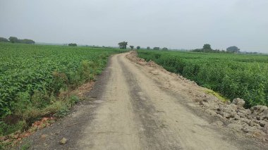 Yolun her iki tarafında kırsal toprak yol ve çimenler var. Kırsal alanlarda yol.