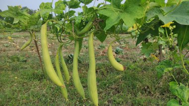 Sünger kabağı ya da luffa bahçede hasat edilmeye hazır.