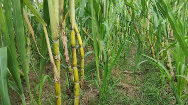 Şeker kamışı tarlası ya da şeker kamışı tarlası, şeker üretimi için kullanılan uzun ömürlü bir çim türüdür..