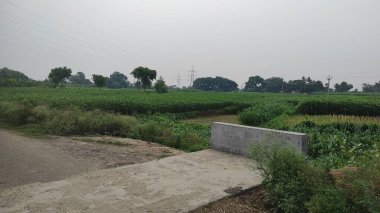 Yolun her iki tarafında kırsal toprak yol ve çimenler var. Kırsal alanlarda yol.