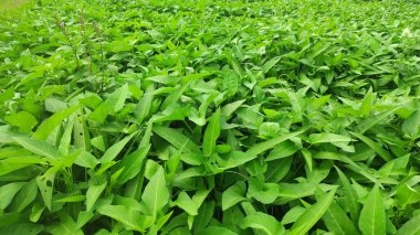 Yeşil su ıspanak bitkileri sebze bahçesinde yetişiyor. Güneydoğu Asya ve Hindistan 'da sebze yetiştiriliyor.