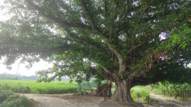 Bahçede büyüyen bir banyan ağacı. Hindistan 'da büyük banyan ağacı.