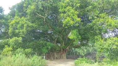 Bahçede büyüyen bir banyan ağacı. Hindistan 'da büyük banyan ağacı.