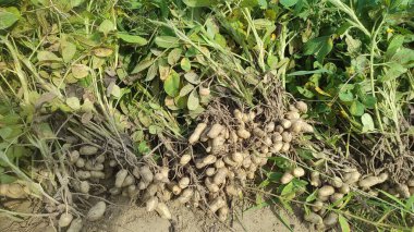 Tarladan yeni toplanmış bir sürü fıstık.