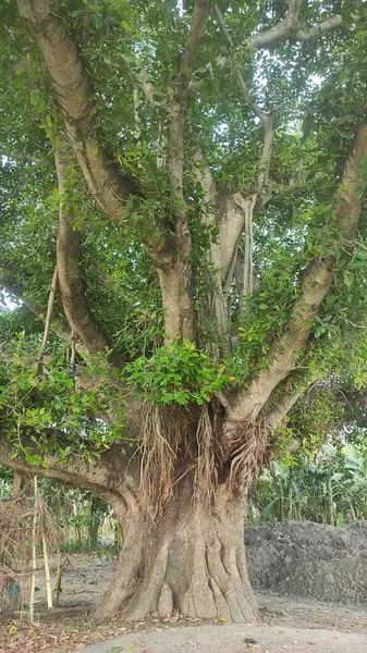 stock image A banyan tree that grows large in a yard. Big banyan tree in india.