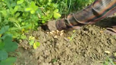 Tarladan yeni toplanmış bir sürü fıstık.