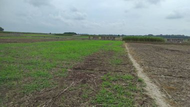 Hindistan 'dan gelen tarım yeşili toprak