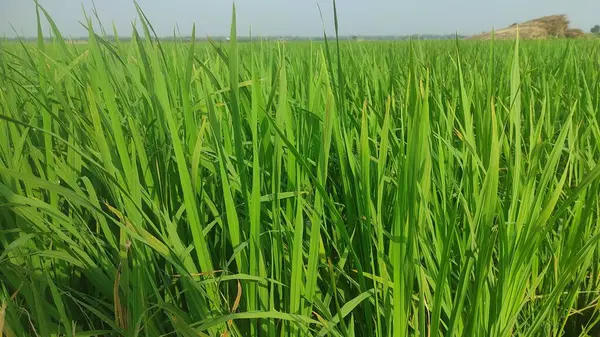 Paddy Field 'ın Güzel Yeşil Manzarası