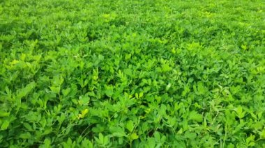 Fıstık tarlası, Fıstık tarlası. Tarlalarda yer fıstığı yetişiyor.