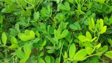 Fıstık tarlası, Fıstık tarlası. Tarlalarda yer fıstığı yetişiyor.