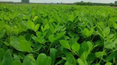 Fıstık tarlası, Fıstık tarlası. Tarlalarda yer fıstığı yetişiyor.