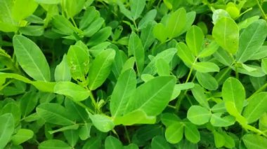 Fıstık tarlası, Fıstık tarlası. Tarlalarda yer fıstığı yetişiyor.