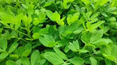 Fıstık tarlası, Fıstık tarlası. Tarlalarda yer fıstığı yetişiyor.