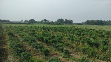 Güneybatı muson yağmurları mevsiminde, sıcak ve nemli havadaki küçük bir Hint köyünün yemyeşil tarım alanı. Tropik iklim kırsal hasat. Hindistan Asya Pac