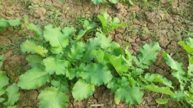 Birçok taze ve sağlıklı yetişen yeşil yaprakların en üst görüntüsü tarlalarda toplandı..