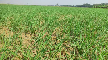 Tarlada yetişen küçük buğday fideleri. Toprakta yetişen yeşil buğday. Gün batımında tarlada filizlenen çavdar tarlasına yaklaş. Çavdar filizleri.