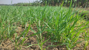 Tarlada yetişen küçük buğday fideleri. Toprakta yetişen yeşil buğday. Gün batımında tarlada filizlenen çavdar tarlasına yaklaş. Çavdar filizleri.