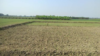 Hindistan 'dan gelen tarım yeşili toprak