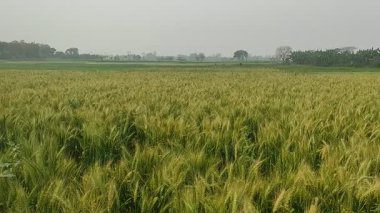 Olgunlaşan çavdar tarlası mavi gökyüzüne karşı. Yeşil çavdar ve tahıllı dikenler rüzgarla sallanıyor. Tahıl hasadı yazın olgunlaşır. Tarım sektörü konsepti. Ekolojik olarak temiz buğday. Yiyecek yetiştir.