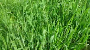 Olgunlaşan çavdar tarlası mavi gökyüzüne karşı. Yeşil çavdar ve tahıllı dikenler rüzgarla sallanıyor. Tahıl hasadı yazın olgunlaşır. Tarım sektörü konsepti. Ekolojik olarak temiz buğday. Yiyecek yetiştir.