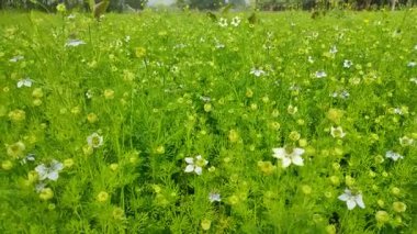 Beyaz Nigella sativa çiçekleri tarlada çiçek açıyor ve sallanıyor. Beyaz ve yeşil çiçekli arka plan. Yavaş çekim videosu.
