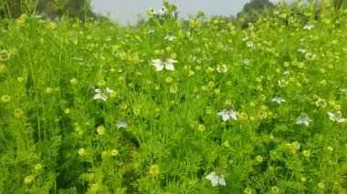 Beyaz Nigella sativa çiçekleri tarlada çiçek açıyor ve sallanıyor. Beyaz ve yeşil çiçekli arka plan. Yavaş çekim videosu.