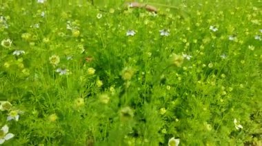 Beyaz Nigella sativa çiçekleri tarlada çiçek açıyor ve sallanıyor. Beyaz ve yeşil çiçekli arka plan. Yavaş çekim videosu.