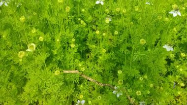 Beyaz Nigella sativa çiçekleri tarlada çiçek açıyor ve sallanıyor. Beyaz ve yeşil çiçekli arka plan. Yavaş çekim videosu.