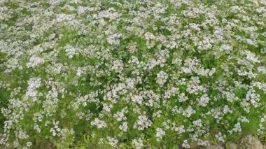 Kişniş tarlası yaprakları ve küçük beyaz çiçekleriyle kişniş bitkileriyle doludur.