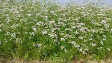 Kişniş tarlası yaprakları ve küçük beyaz çiçekleriyle kişniş bitkileriyle doludur.