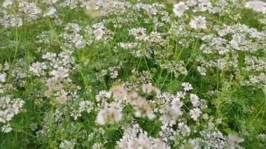 Kişniş tarlası yaprakları ve küçük beyaz çiçekleriyle kişniş bitkileriyle doludur.