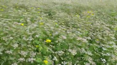 Kişniş tarlası yaprakları ve küçük beyaz çiçekleriyle kişniş bitkileriyle doludur.