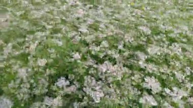 Kişniş tarlası yaprakları ve küçük beyaz çiçekleriyle kişniş bitkileriyle doludur.