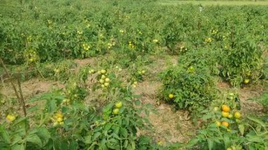 Her biri olgun kırmızı domates kümeleri taşıyan canlı yeşil bitkilerle dolu iyi sulanmış bir domates tarlası. Sağlıklı toprak, damlayan sulama ve sabit güneş ışığı güçlü verim sağlar..