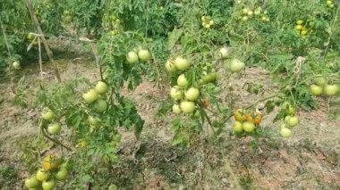 Her biri olgun kırmızı domates kümeleri taşıyan canlı yeşil bitkilerle dolu iyi sulanmış bir domates tarlası. Sağlıklı toprak, damlayan sulama ve sabit güneş ışığı güçlü verim sağlar..