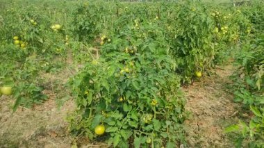 Her biri olgun kırmızı domates kümeleri taşıyan canlı yeşil bitkilerle dolu iyi sulanmış bir domates tarlası. Sağlıklı toprak, damlayan sulama ve sabit güneş ışığı güçlü verim sağlar..