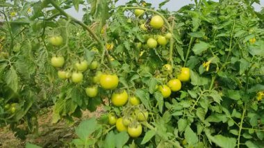 Her biri olgun kırmızı domates kümeleri taşıyan canlı yeşil bitkilerle dolu iyi sulanmış bir domates tarlası. Sağlıklı toprak, damlayan sulama ve sabit güneş ışığı güçlü verim sağlar..