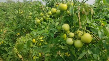 Her biri olgun kırmızı domates kümeleri taşıyan canlı yeşil bitkilerle dolu iyi sulanmış bir domates tarlası. Sağlıklı toprak, damlayan sulama ve sabit güneş ışığı güçlü verim sağlar..