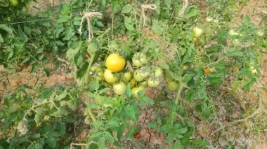 Her biri olgun kırmızı domates kümeleri taşıyan canlı yeşil bitkilerle dolu iyi sulanmış bir domates tarlası. Sağlıklı toprak, damlayan sulama ve sabit güneş ışığı güçlü verim sağlar..
