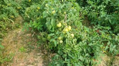 Her biri olgun kırmızı domates kümeleri taşıyan canlı yeşil bitkilerle dolu iyi sulanmış bir domates tarlası. Sağlıklı toprak, damlayan sulama ve sabit güneş ışığı güçlü verim sağlar..