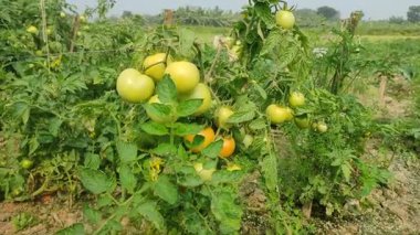 Her biri olgun kırmızı domates kümeleri taşıyan canlı yeşil bitkilerle dolu iyi sulanmış bir domates tarlası. Sağlıklı toprak, damlayan sulama ve sabit güneş ışığı güçlü verim sağlar..