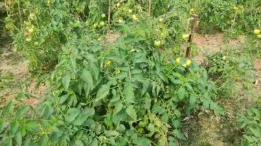 Her biri olgun kırmızı domates kümeleri taşıyan canlı yeşil bitkilerle dolu iyi sulanmış bir domates tarlası. Sağlıklı toprak, damlayan sulama ve sabit güneş ışığı güçlü verim sağlar..