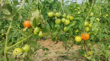 Her biri olgun kırmızı domates kümeleri taşıyan canlı yeşil bitkilerle dolu iyi sulanmış bir domates tarlası. Sağlıklı toprak, damlayan sulama ve sabit güneş ışığı güçlü verim sağlar..