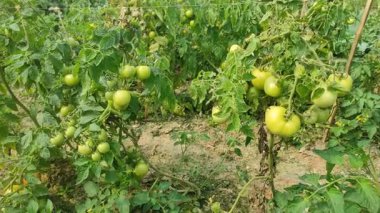 Her biri olgun kırmızı domates kümeleri taşıyan canlı yeşil bitkilerle dolu iyi sulanmış bir domates tarlası. Sağlıklı toprak, damlayan sulama ve sabit güneş ışığı güçlü verim sağlar..