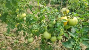 Her biri olgun kırmızı domates kümeleri taşıyan canlı yeşil bitkilerle dolu iyi sulanmış bir domates tarlası. Sağlıklı toprak, damlayan sulama ve sabit güneş ışığı güçlü verim sağlar..